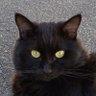 あかね profil fotoğrafı