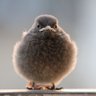 Фото профиля Somechick