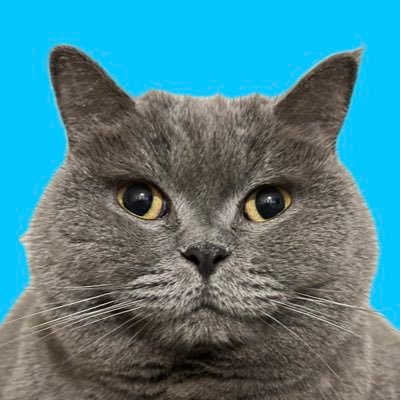 pusa34's profile picture