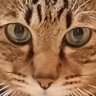 Profilbild von れおん