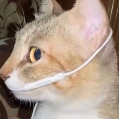 SKOBIDO's profile picture