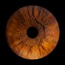 Gilles Piereschi's profile picture