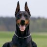 Zoe911 profil fotoğrafı