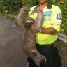 syawal 的头像
