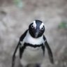 penguins, it's always the penguins.....'s profile picture