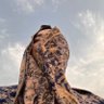 Фото профиля تسنيم