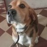 -Appy- profil fotoğrafı