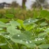 عبدالله خضره 的头像