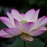 Фото профиля BEA6119_WeMustDoMoreToHelp☮️