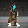 🇺🇸 ThaRMWDLeashHolderSgt_ShaneVet🎖️ 的头像
