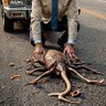 Фото профиля funkensteinsSon