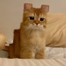 Фото профиля Minecat