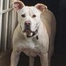 Knox profil fotoğrafı