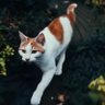 NAUGHTY CATS's profile picture