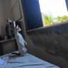 Gato de duas pata 的头像
