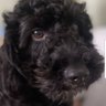 Rambler's profile picture