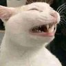 Furro enojado 😾 的头像