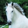 Profilbild von Dr. Horse of Course™