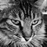 sıradam biri's profile picture