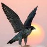 alkabir_aalafi 的头像