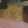 KaitTNolt ( ᐛ )و profil fotoğrafı
