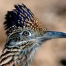 Road Runner ็ๅคดๅ