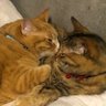 にっこり動画劇場's profile picture
