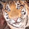 焊得住 profil fotoğrafı