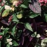 ハナ 的头像