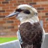 Other Side of the Yarra's profile picture