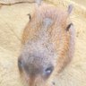 カピバラ 的头像