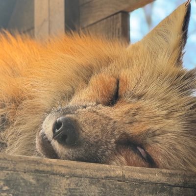 稲荷🦊's profile picture