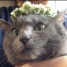 Фото профиля さくら貝ともか