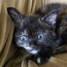 Фото профиля Necrocat