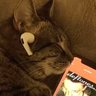 🐱💬's profile picture