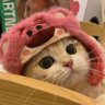讨厌二次元's profile picture
