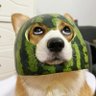 半墨 的头像