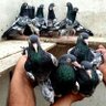 Shahid Rajput Pigeons 的头像
