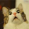 Profilbild von classic cat