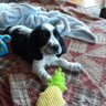Profilbild von Springermama