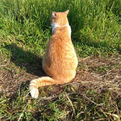 Nlakelove's profile picture