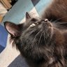Profilbild von ハヤテとコハクの飼い主