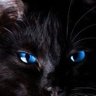 Profilbild von 夜鳴き猫
