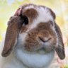 Profilbild von アルテミス@hobby