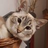 Massimo Corbani's profile picture