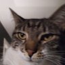 mandioca frita's profile picture