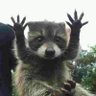 Absolute Racoon 的头像