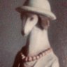 Pito profil fotoğrafı