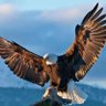 Mountain eagle profil fotoğrafı