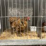 Фото профиля チキン
